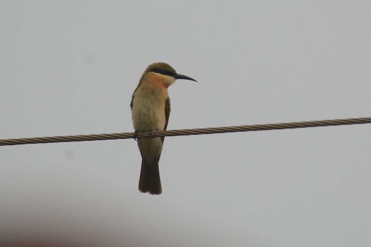 Blue-tailed Bee-eater - ML620488825
