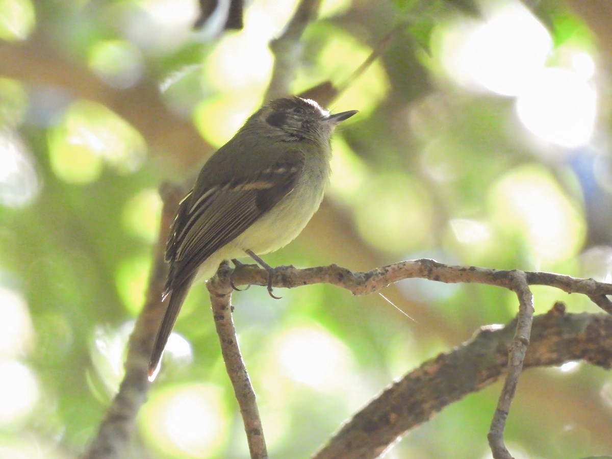 Sepia-capped Flycatcher - ML620488826