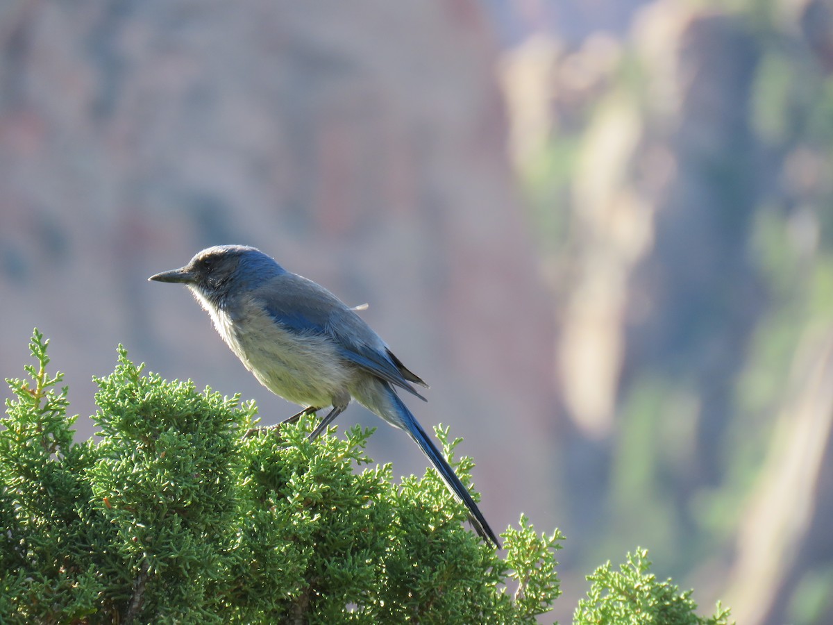 Woodhouse's Scrub-Jay - ML620488828