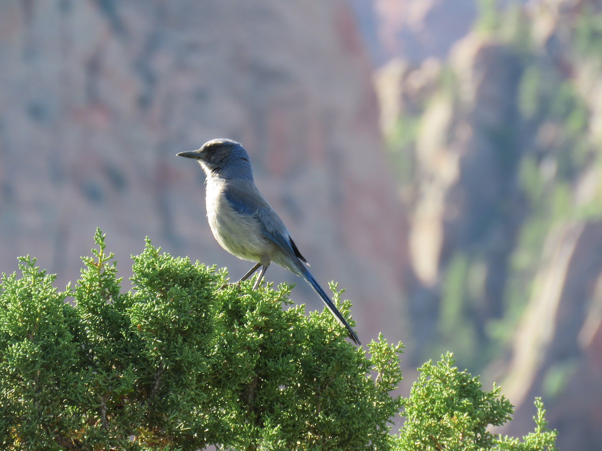 Woodhouse's Scrub-Jay - ML620488830