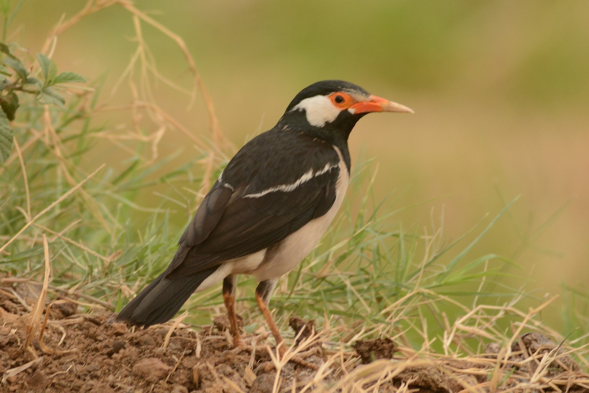 Indian Pied Starling - ML620488838