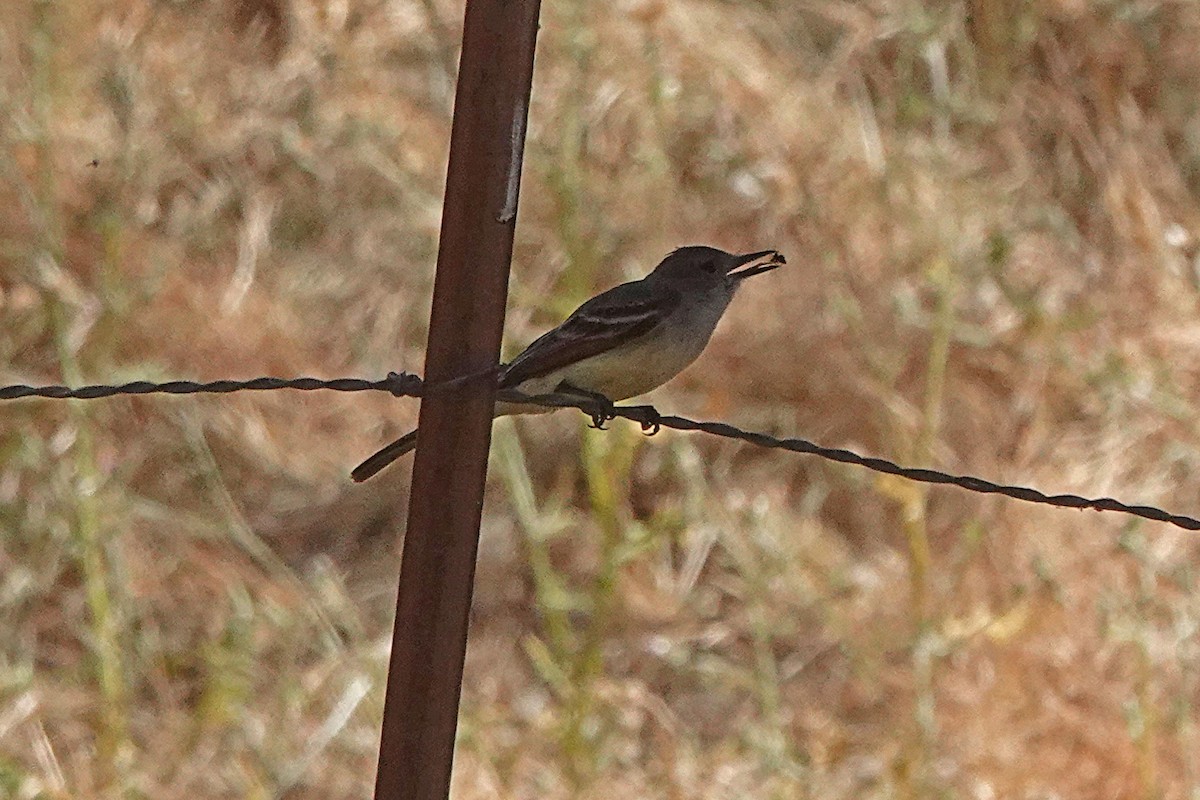 Ash-throated Flycatcher - ML620488839