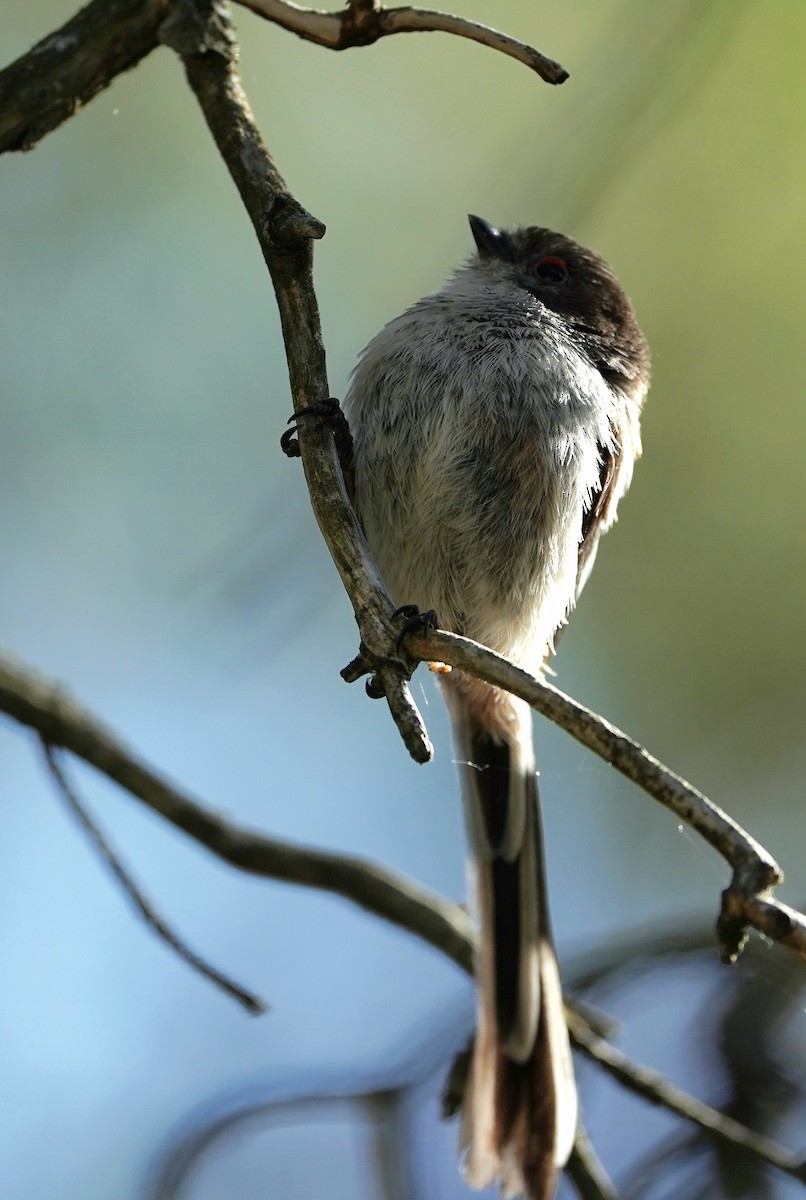 Long-tailed Tit - ML620488850