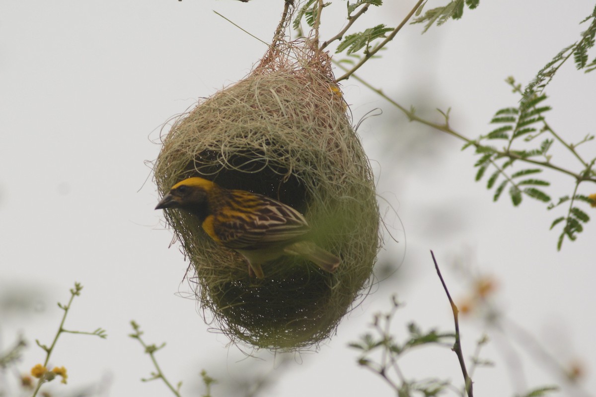 Baya Weaver - ML620488851