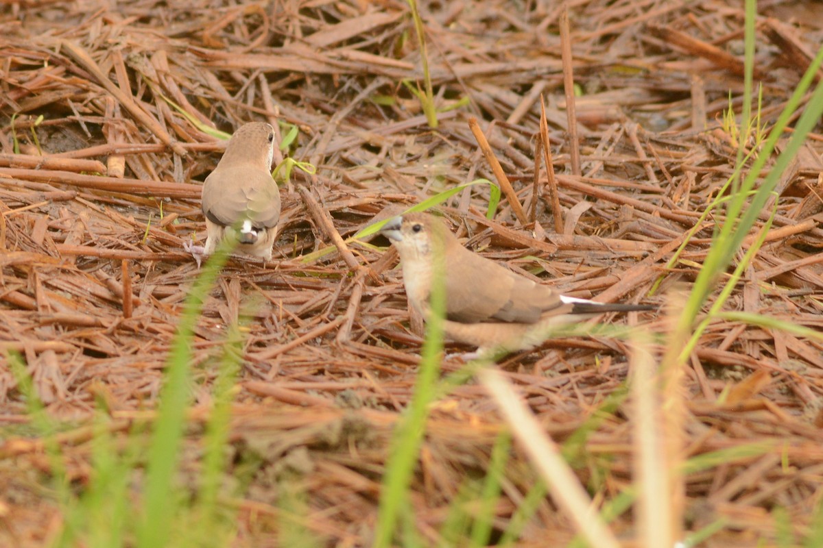 白喉文鳥 - ML620488854