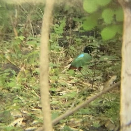 Western Hooded Pitta (Philippine) - Ronnie Jr Don