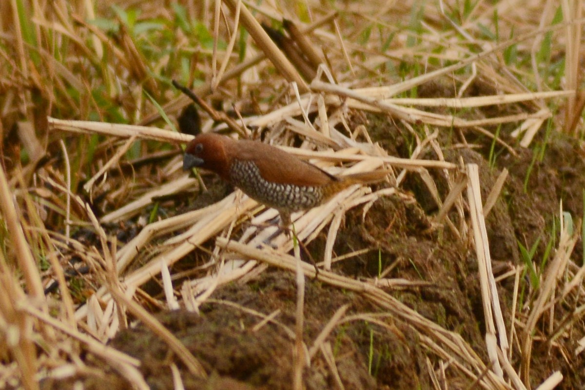 Scaly-breasted Munia - ML620488859