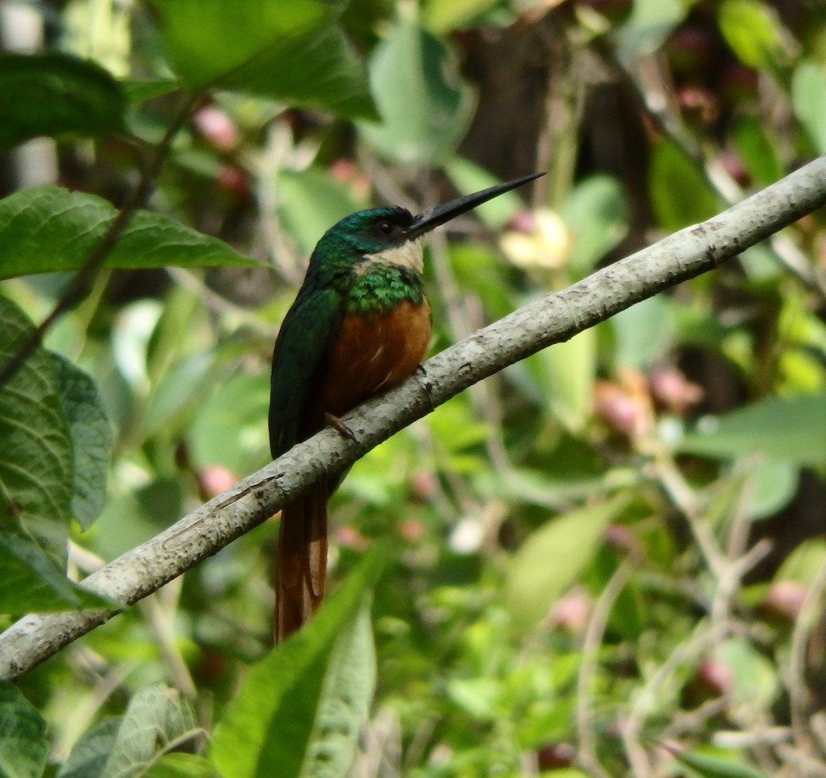 Rufous-tailed Jacamar - ML620488860