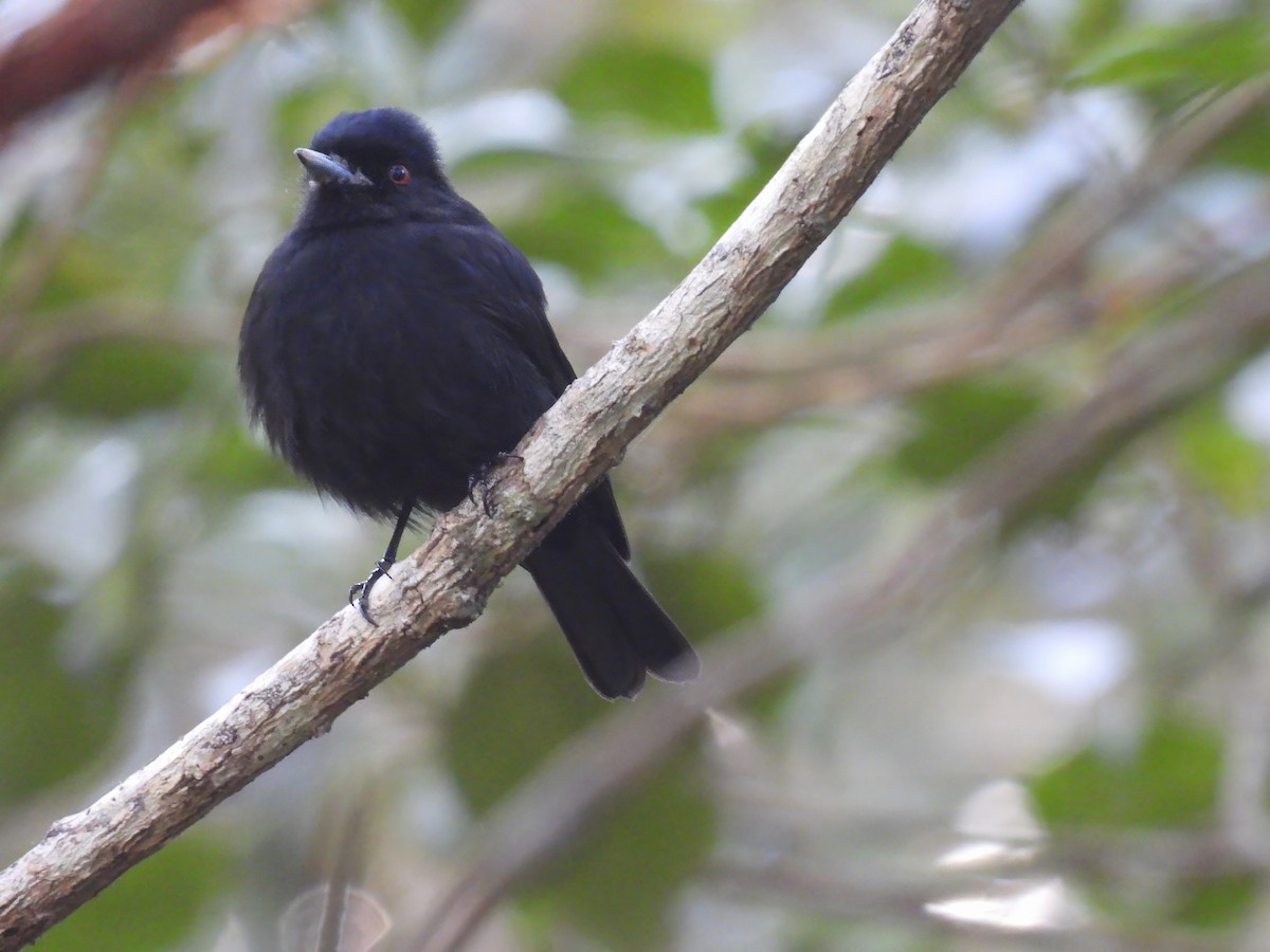 Blue-billed Black-Tyrant - ML620488861