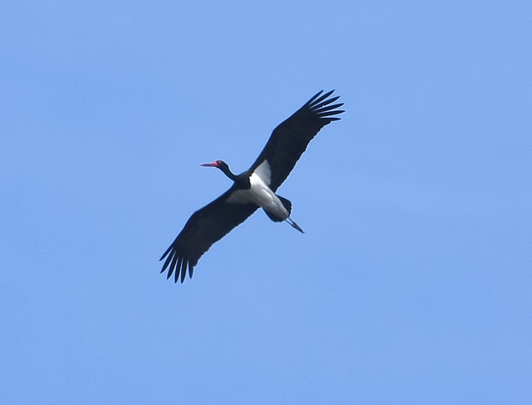 Black Stork - ML620488867