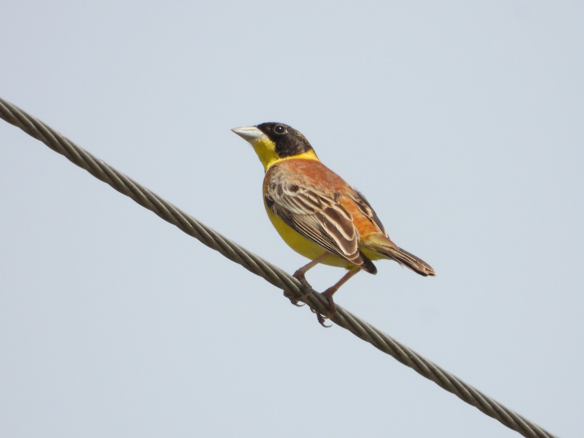 Black-headed Bunting - ML620488870