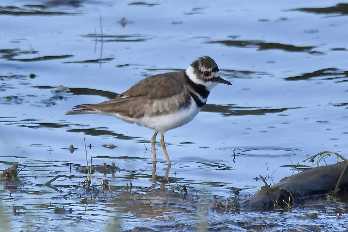 Killdeer - ML620488872