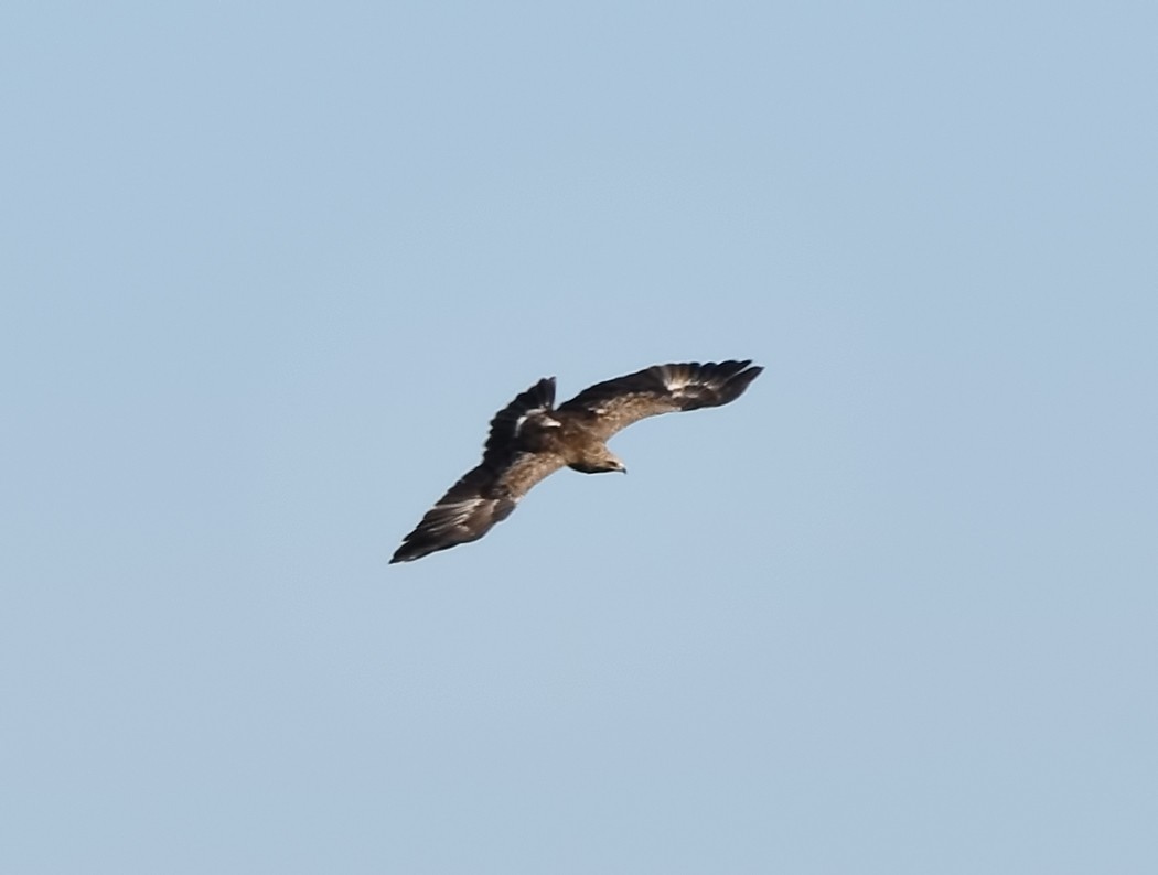 Lesser Spotted Eagle - ML620488876