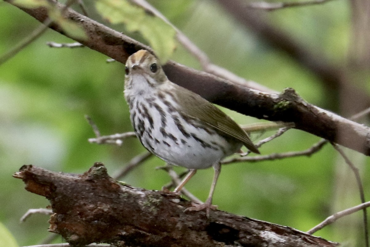 Paruline couronnée - ML620488879