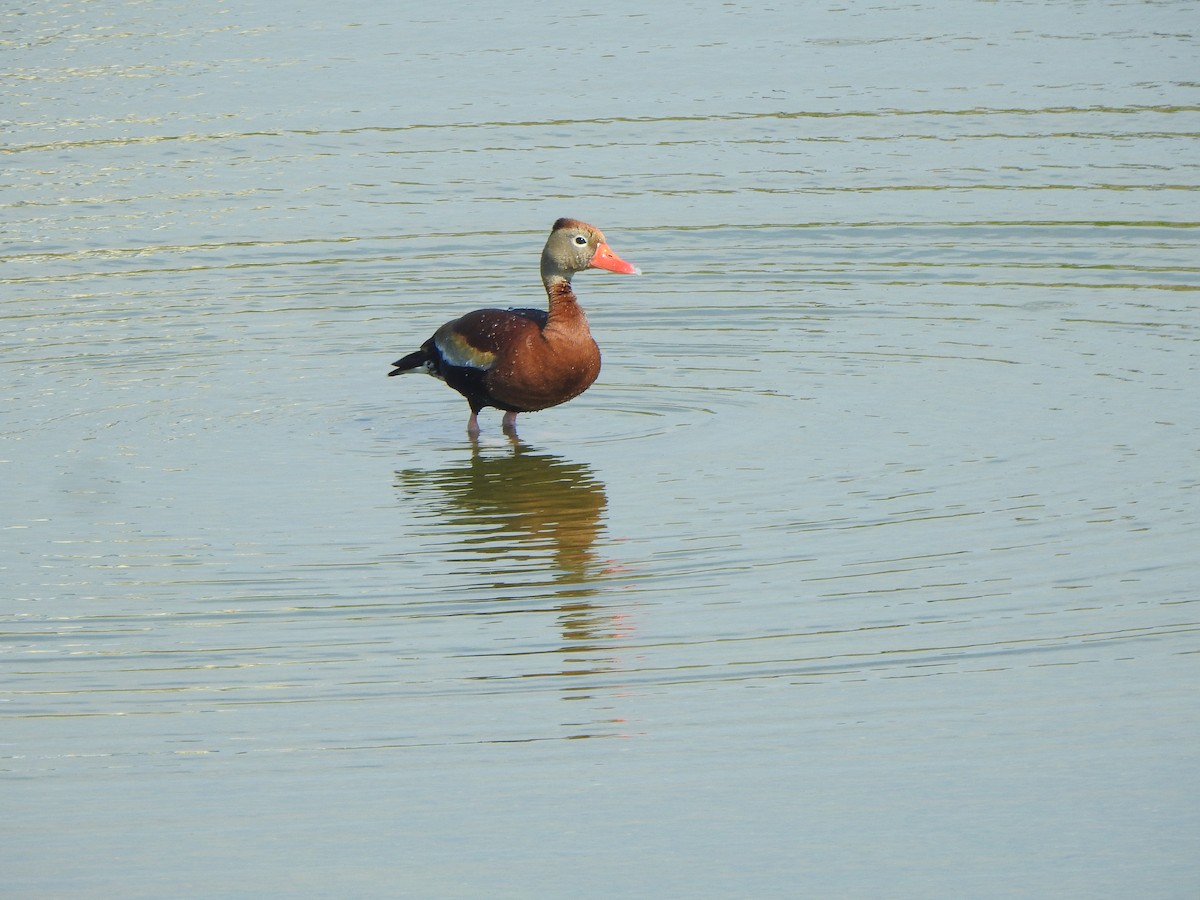 Black-bellied Whistling-Duck - ML620488881