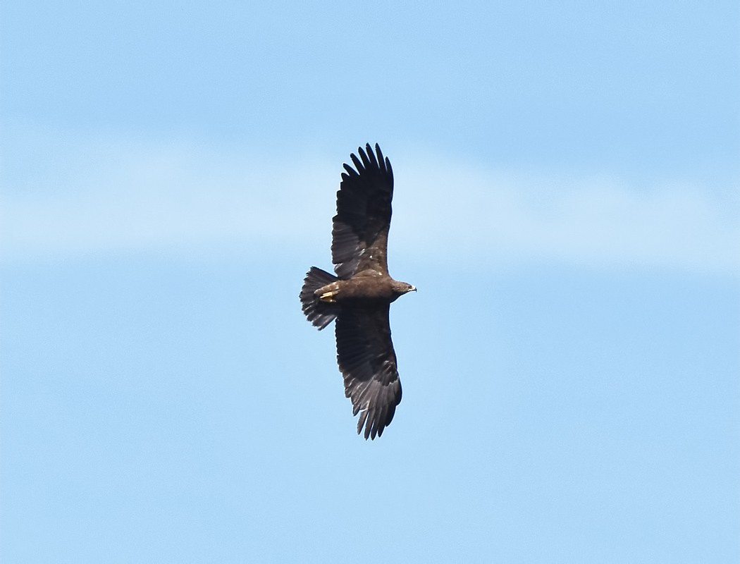 Águila Moteada - ML620488882