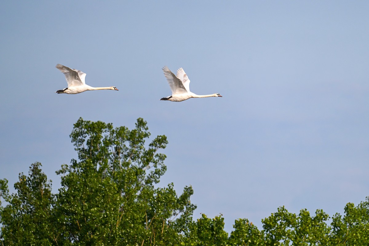 Cygne tuberculé - ML620488884