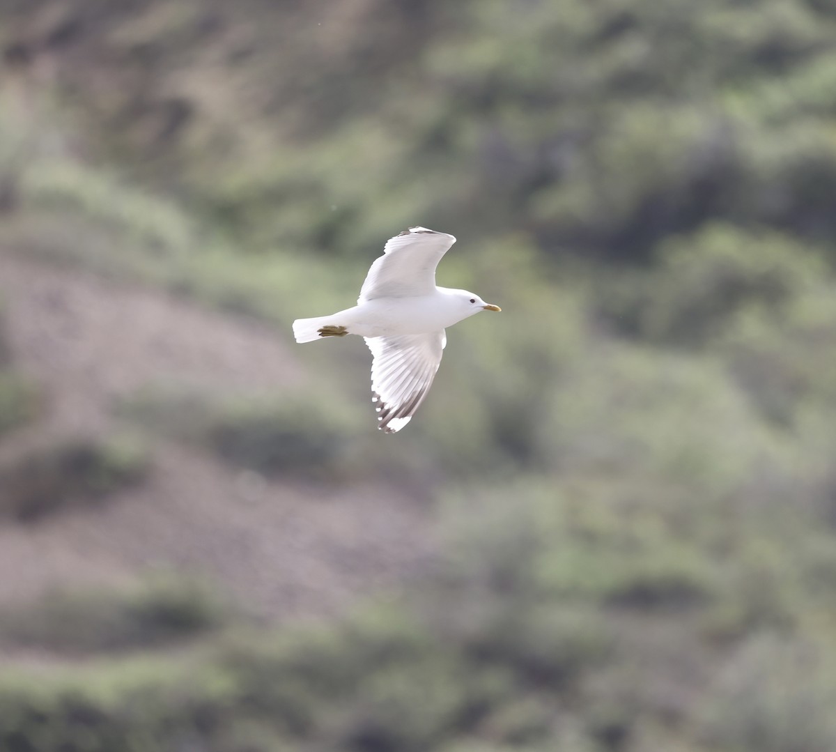 Short-billed Gull - ML620488887