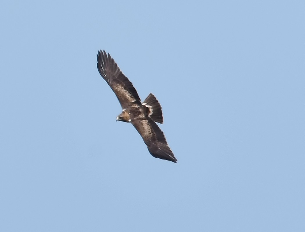 Booted Eagle - Ömür Erkan