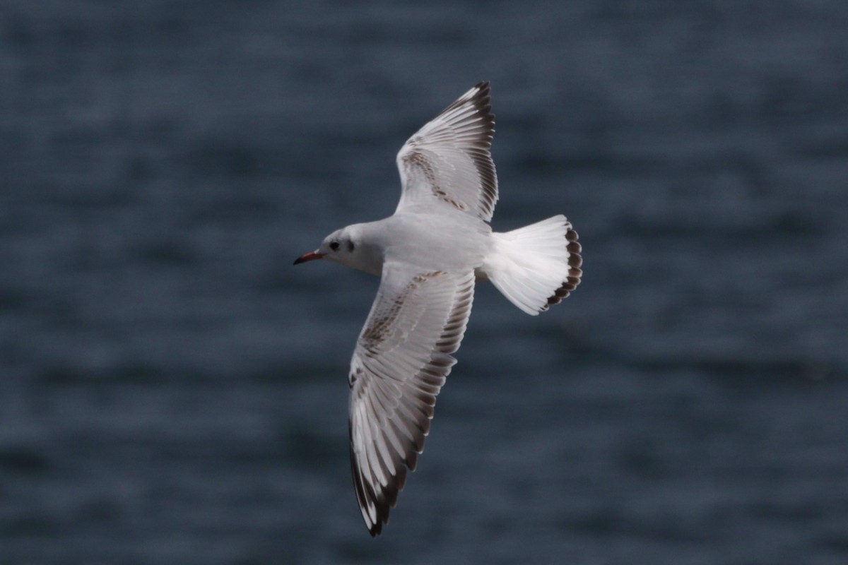 Black-headed Gull - ML620488895