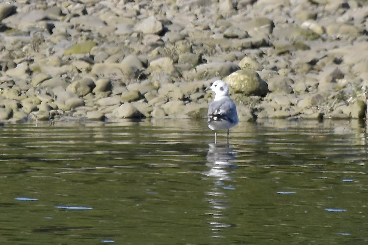 Bonaparte's Gull - ML620488896