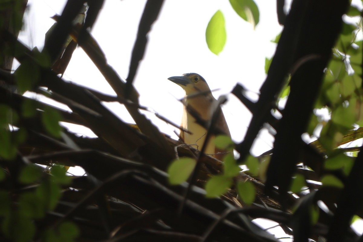 Nankeen Night Heron - ML620488902