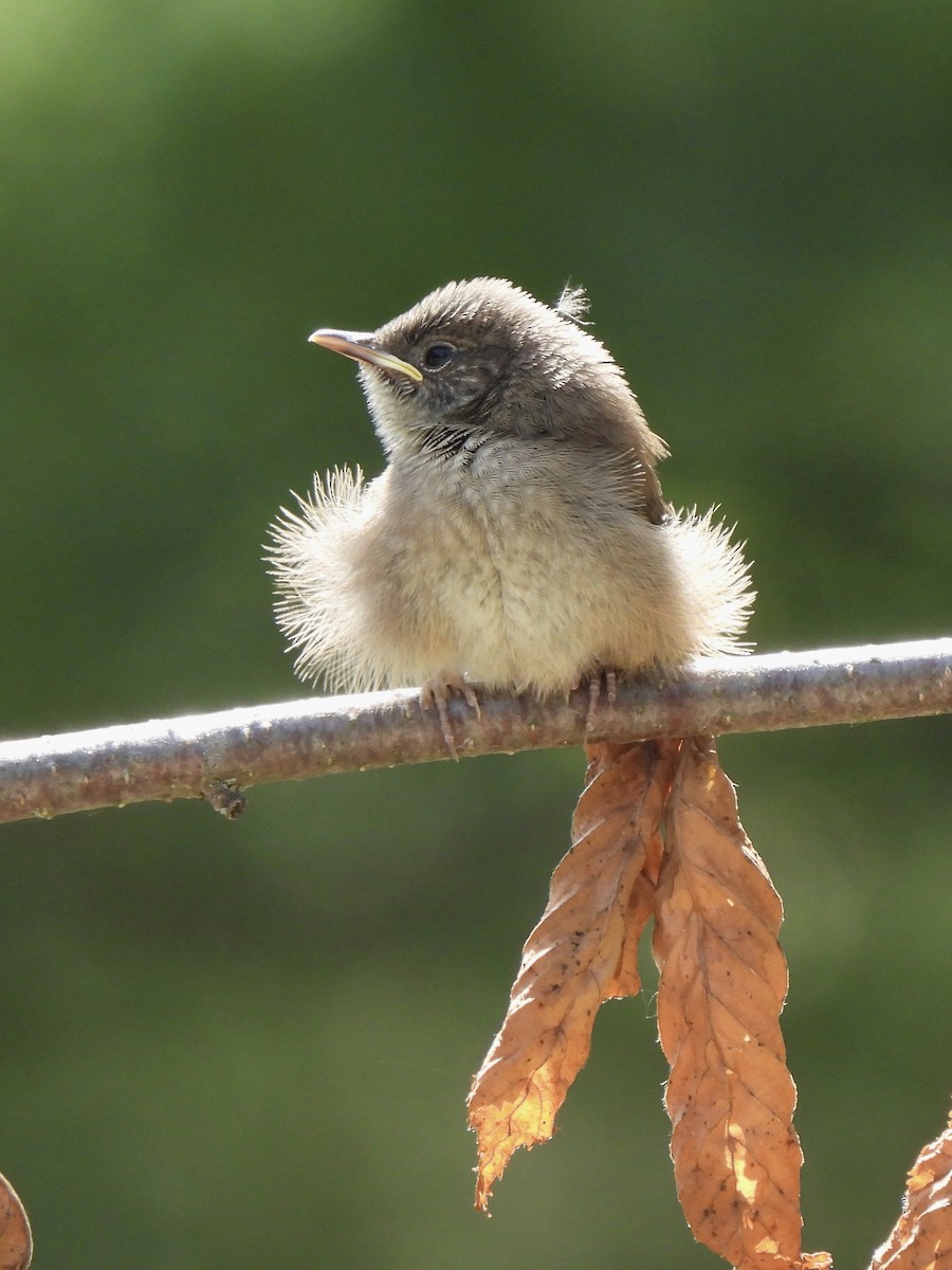 House Wren - Nancy VanCott