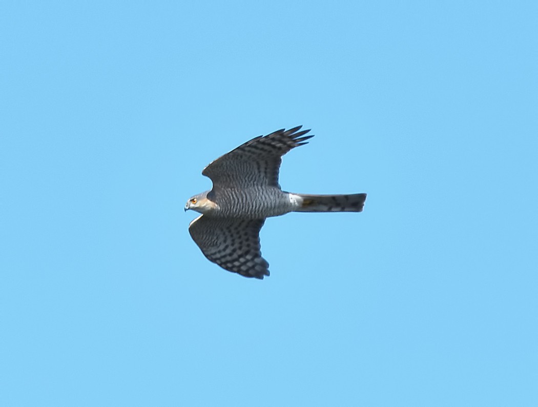 Eurasian Sparrowhawk - ML620488905