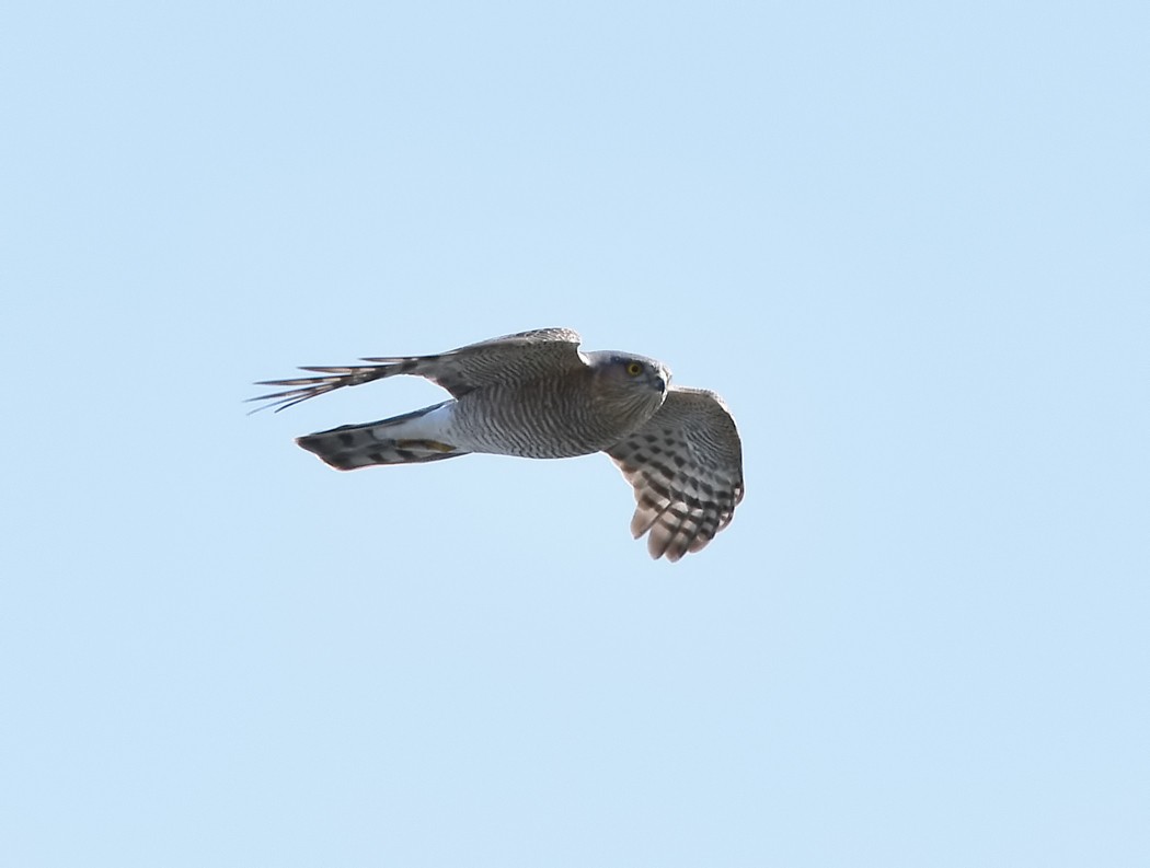 Eurasian Sparrowhawk - ML620488906