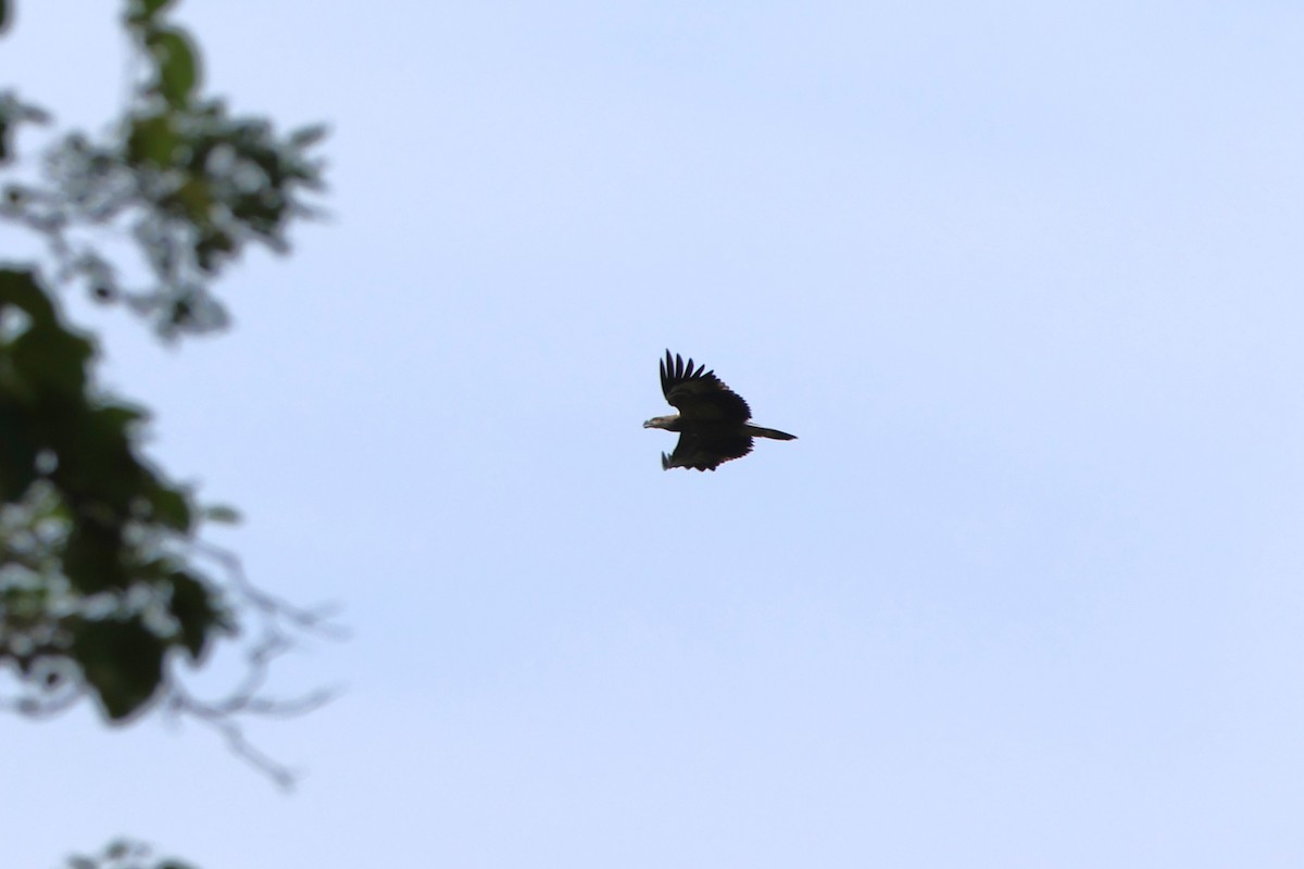 White-bellied Sea-Eagle - ML620488911