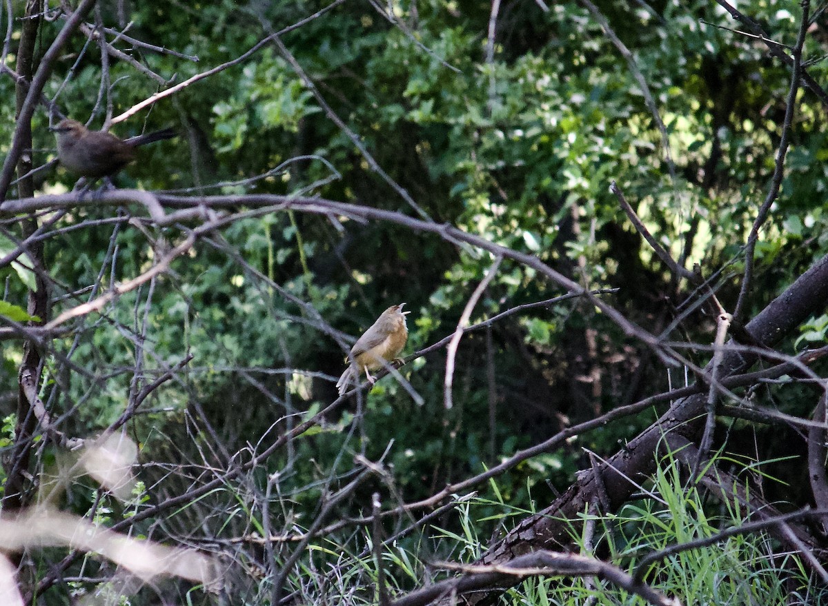 Tawny-bellied Babbler - ML620488914