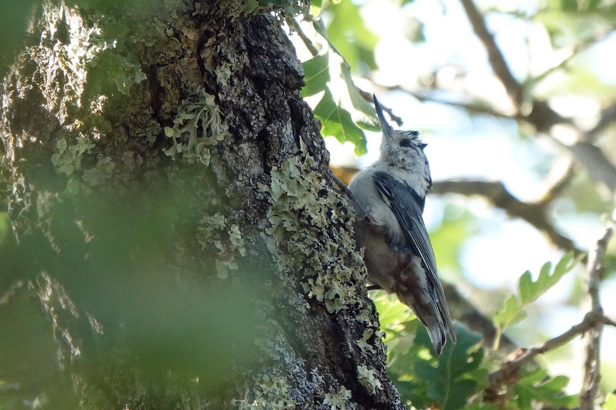 White-breasted Nuthatch - ML620488915