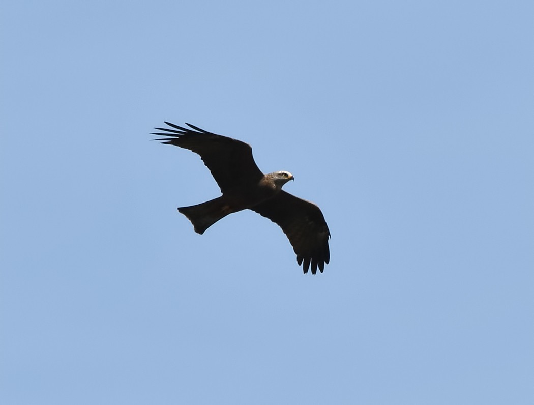 Black Kite - ML620488918