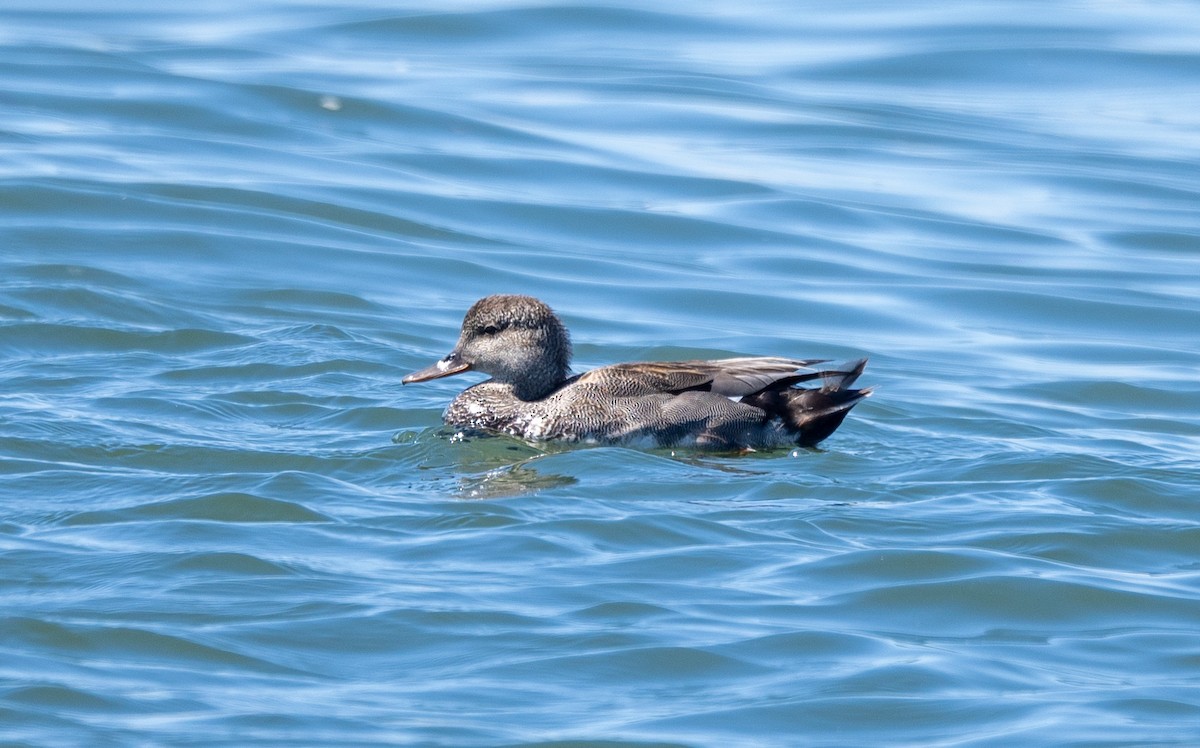 Gadwall - ML620488919