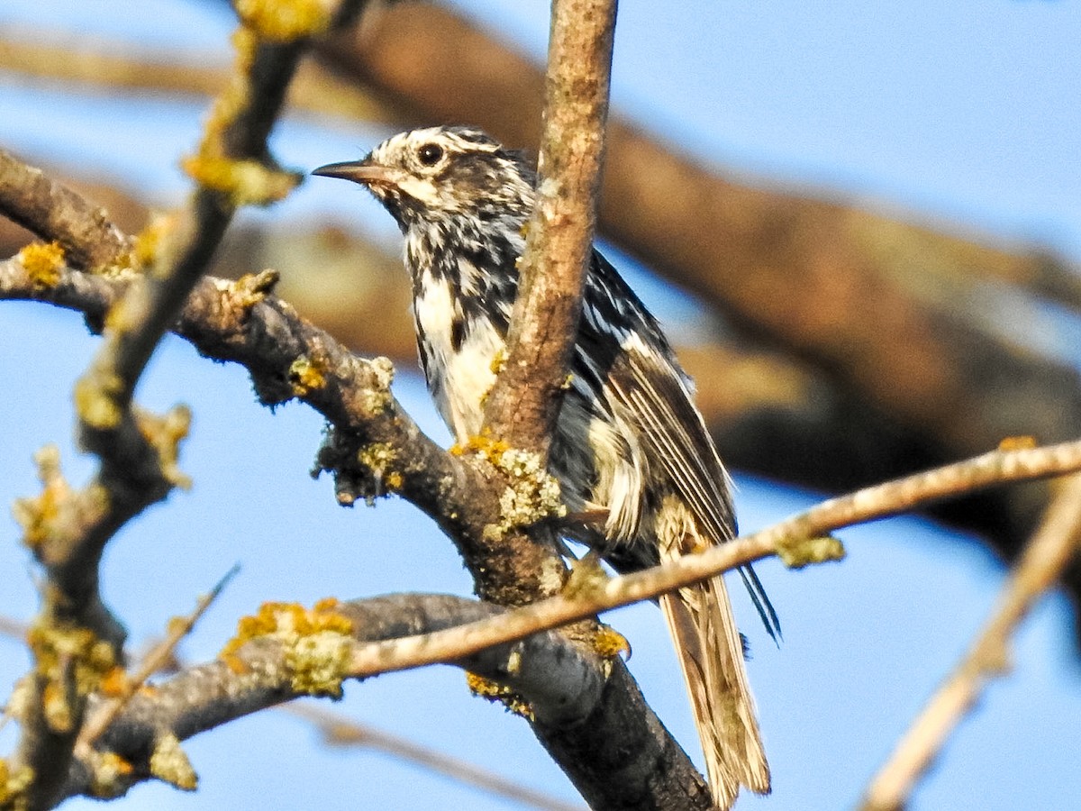 Black-and-white Warbler - ML620488921