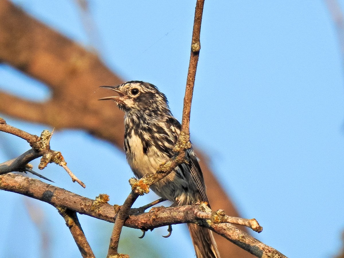 Black-and-white Warbler - ML620488922