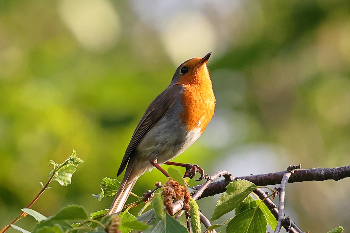 European Robin - ML620488924