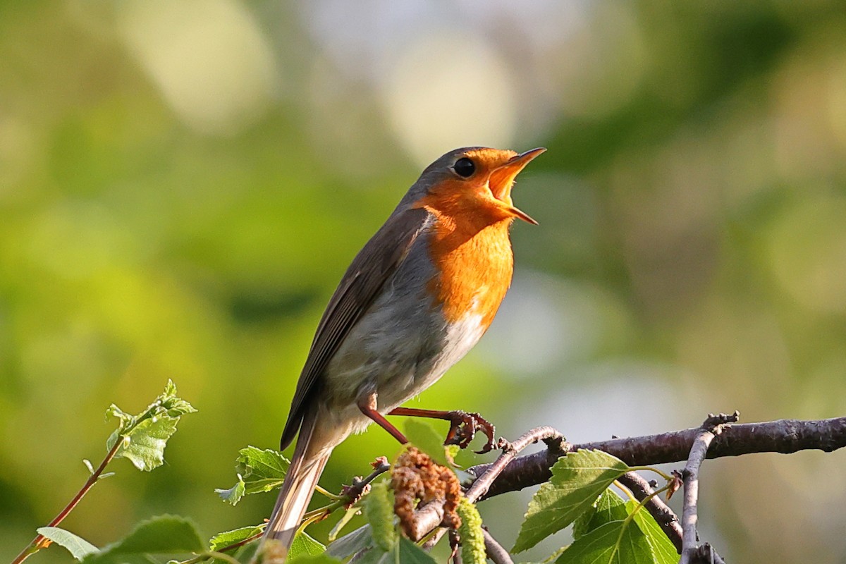 European Robin - ML620488926