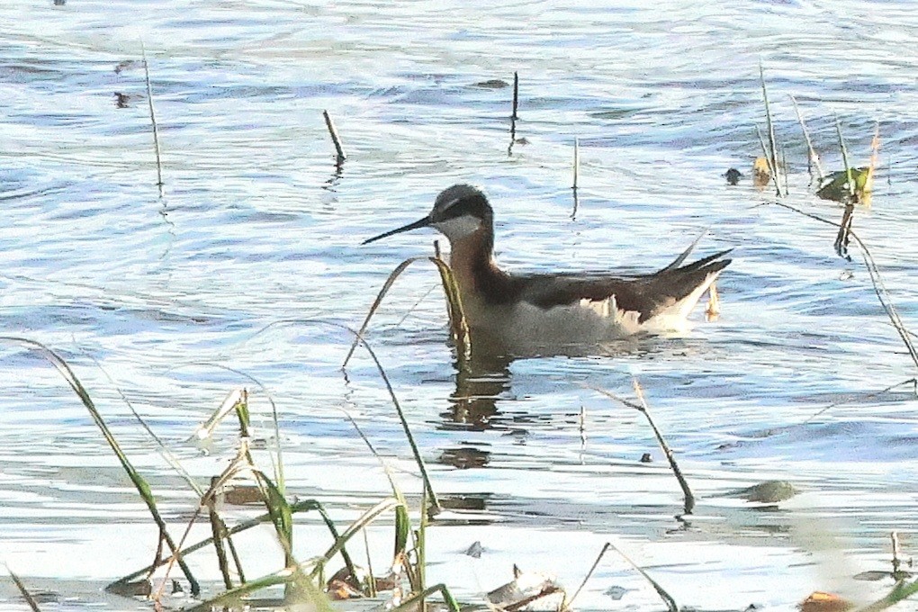 Falaropo Tricolor - ML620488929