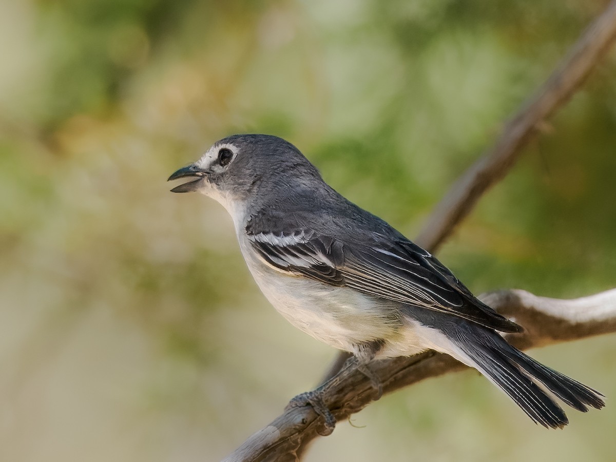 Plumbeous Vireo - ML620488933