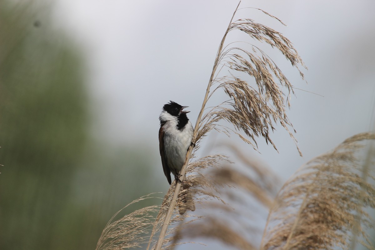 Reed Bunting - ML620488942