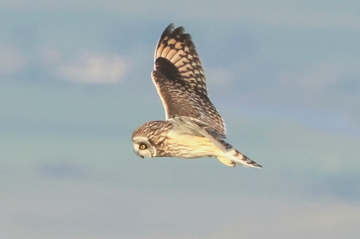 Short-eared Owl - ML620488943