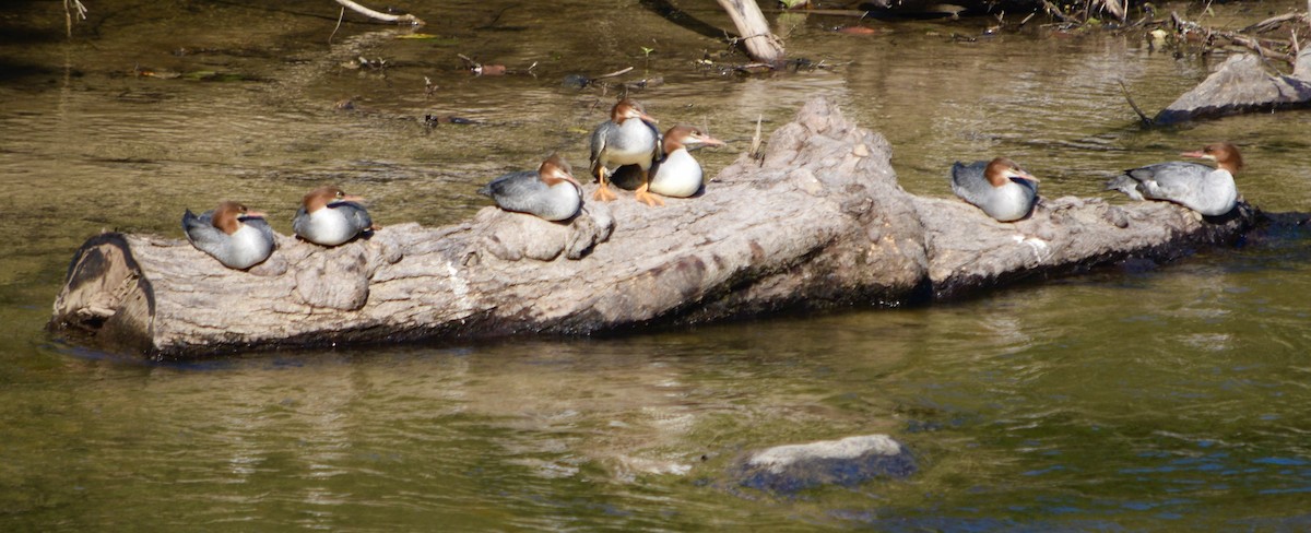 Common Merganser - Brian Lupa