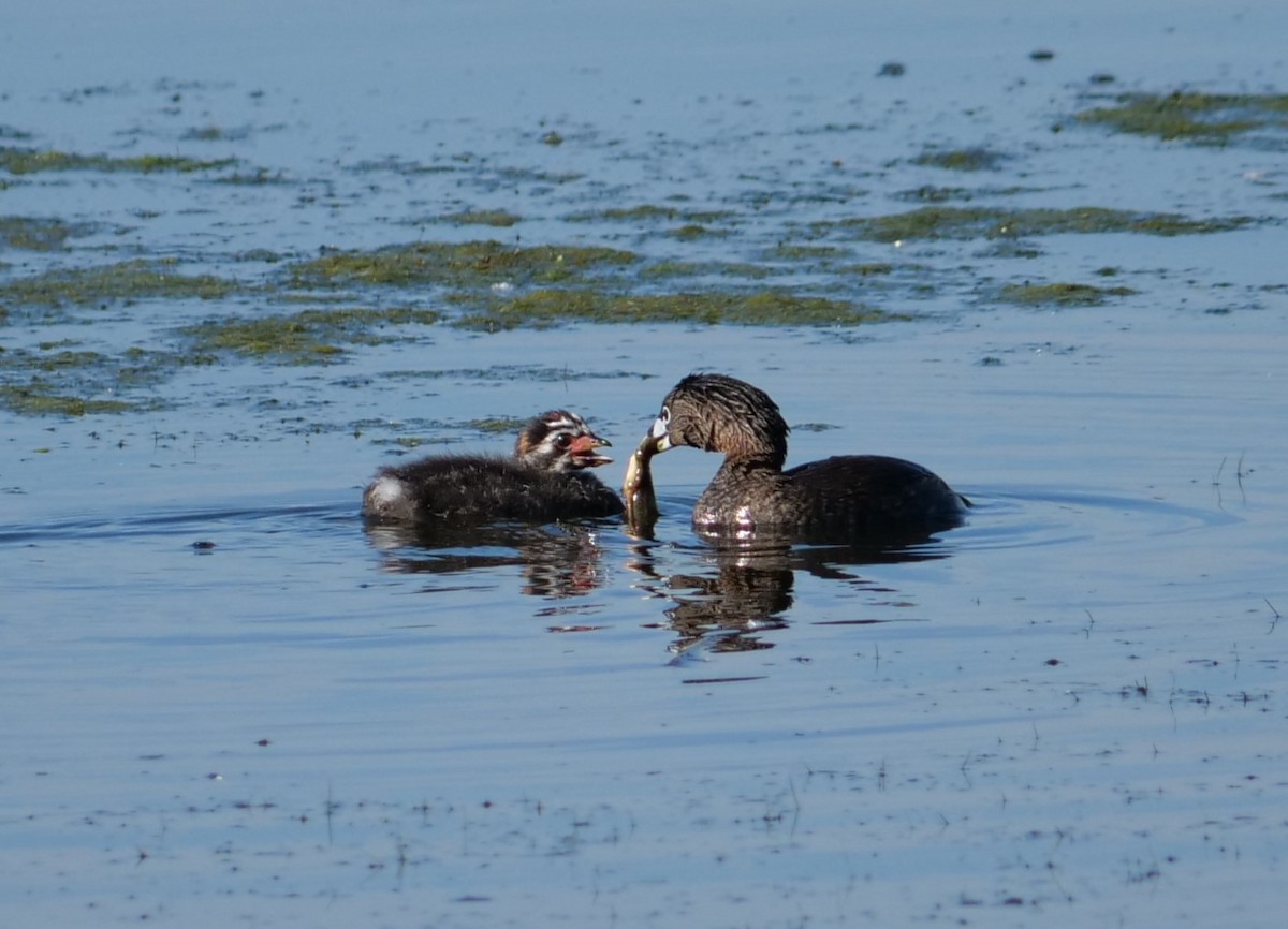 Pied-billed Grebe - ML620488945