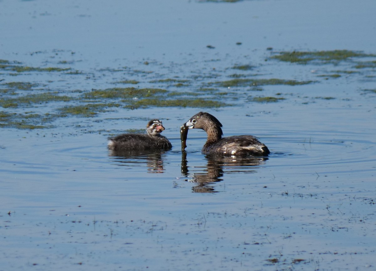 Pied-billed Grebe - ML620488949