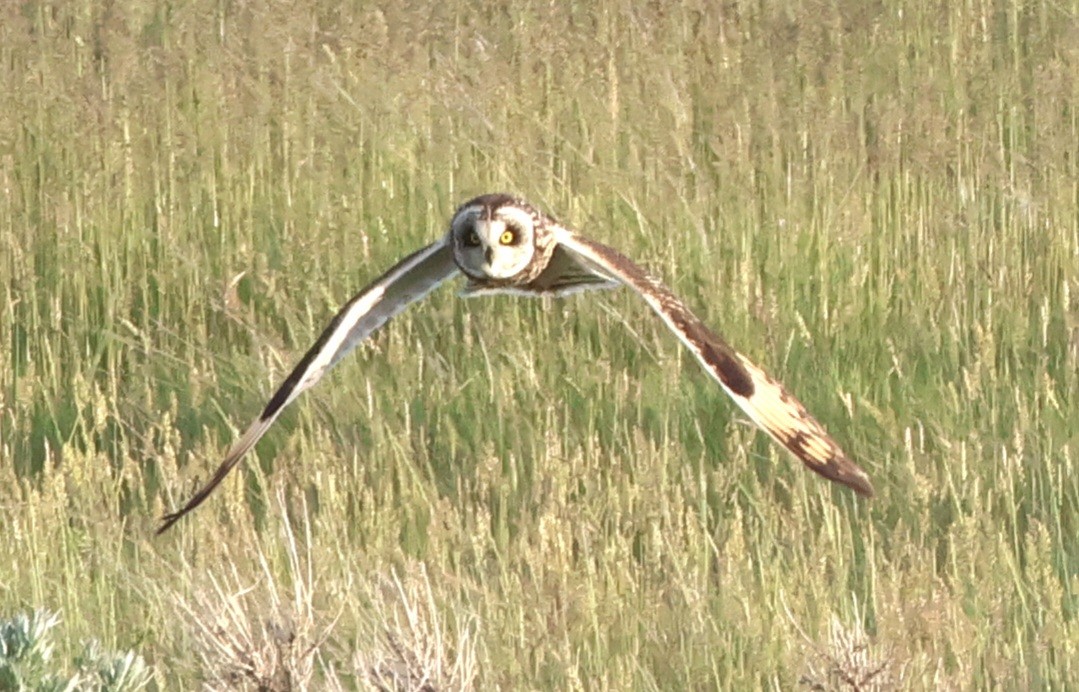 Short-eared Owl - ML620488950