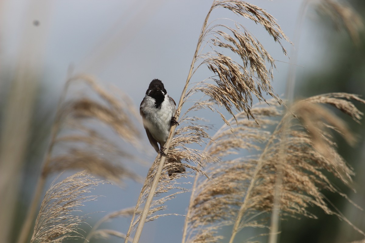 Reed Bunting - ML620488953