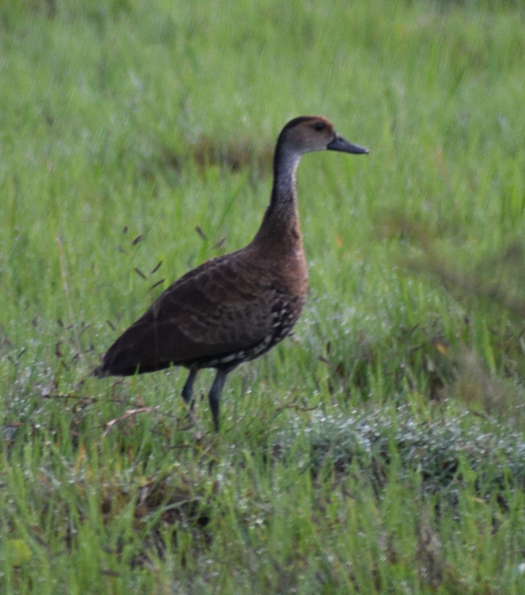 West Indian Whistling-Duck - ML620488955