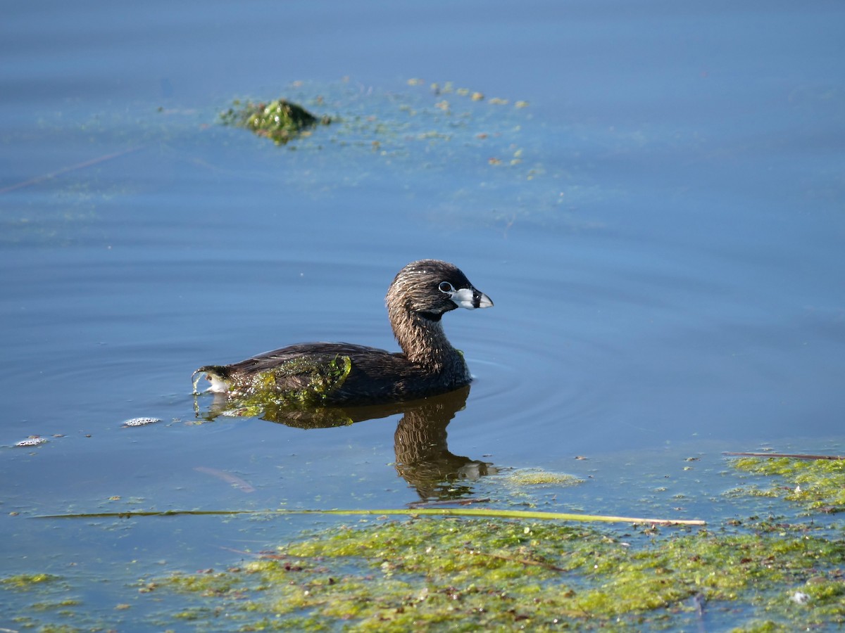 Pied-billed Grebe - ML620488956