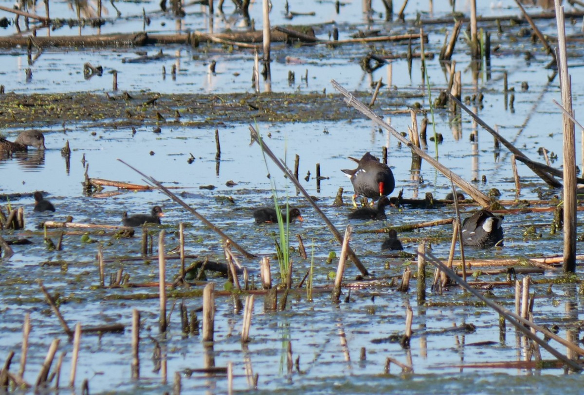 Gallinule d'Amérique - ML620488960